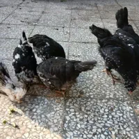 وارک ۴ ماهه گلین طوسی|حیوانات مزرعه|دهلران, |دیوار