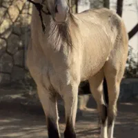 اسب ترکمن زیبا