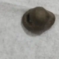 فسیل پر انرژی