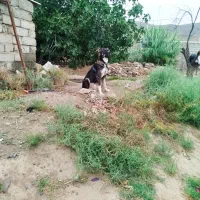 سگ‌..|سگ|اردبیل, |دیوار