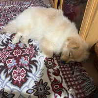 سگ پامر ماده|سگ|رشت, گلسار|دیوار