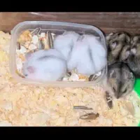 همستر سنجابی|موش و خرگوش|مسجد سلیمان, |دیوار