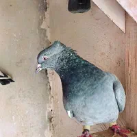 کفتر سینه سبز یالدار