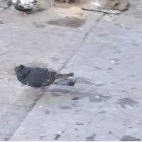 کفتریاکبوتر