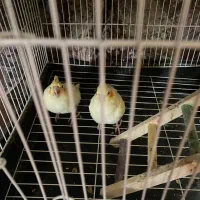 عروس هلندی  سرلاکی