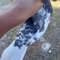 خوشرنگ سیا|پرنده|کوه چنار, |دیوار