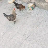 مرغ گلین محلی