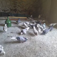 کبوتر|پرنده|بدره, |دیوار