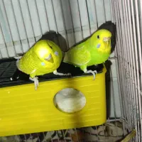 مرغ عشق مولد|پرنده|دورود, |دیوار