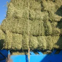 فروش یونجه خالص