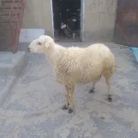 قوچ نژاد پلنگی