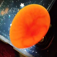 تخم عروس هلندی لوتینو رگ زده