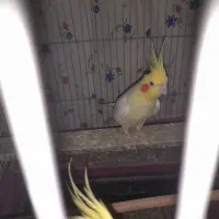 عروس هلندی|پرنده|مشهد, کشف|دیوار