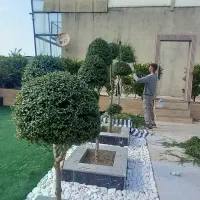 باغچه کاری و نگهداری اصولی باغچه|خدمات باغبانی و درختکاری|آمل, |دیوار