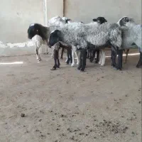 میش رومانف  ۱۰ راس