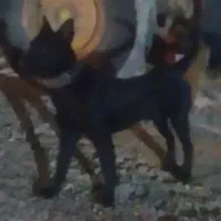 توله ژرمن بلک|سگ|باقرشهر, |دیوار