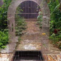 قفس بزرگ