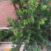 اجاره روزانه در ورودی اردبیل