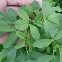 بذریونجه سروستان