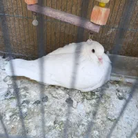 کبوتر کله اردکی سفید