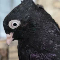 ذاغ ابادانی و طوقی