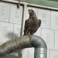 کله ای معاوضه با ماده کله ای|پرنده|اهواز, گلستان|دیوار