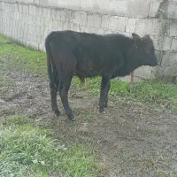 گوساله نر محلی