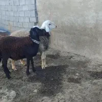 بره قوچی