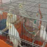 عروس هلندی لوتینو و آلبینو