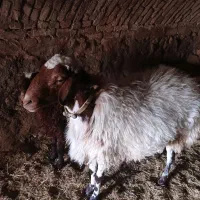 فروش بره|حیوانات مزرعه|زنده رود, |دیوار