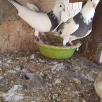 کبوتر پرشی دهنجور|پرنده|جویبار, |دیوار