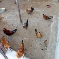 مرغ و خروس