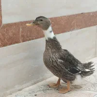 حیوانات مزرعه