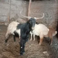 نر بز گله گرد 1300000|حیوانات مزرعه|آشخانه, |دیوار