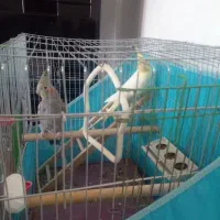 عروس هلندی یک ساله با قفس|پرنده|دره شهر, |دیوار