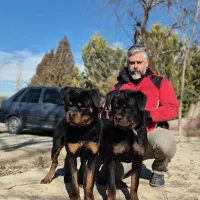 بهترین روتوایلرها رو از ما بخواهید