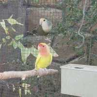 طوطی برزیلی|پرنده|شیراز, کفترک|دیوار