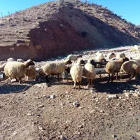 میش|حیوانات مزرعه|ویسیان, |دیوار