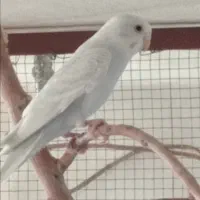 مرغ عشق