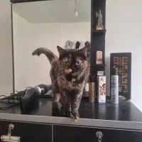 بریتیش ۸ ماهه