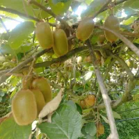 10/000 متر باغ کیوی/ در لیسار/تالش/ گیلان