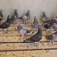 جوجه پلاکی مسافتی