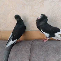 جوجه کبوتر شامپیون ابلغ و راعبی سفید و زاغ آبادانی
