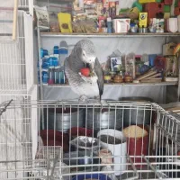 کاسکو|پرنده|بیرجند, |دیوار