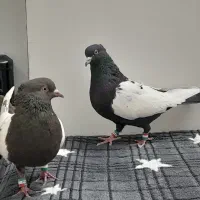 کفتر رنگه پرشی|پرنده|مشهد, تلگرد|دیوار