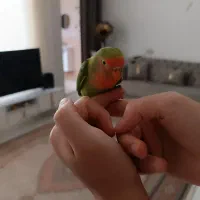 طوطی برزیلی|پرنده|اردبیل, |دیوار