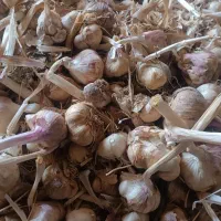 سیر تند