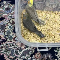 عروس هلندی معاوضه