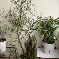 گل و گیاه طبیعی سالم