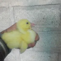 جوجه قوغاز. قو غاز